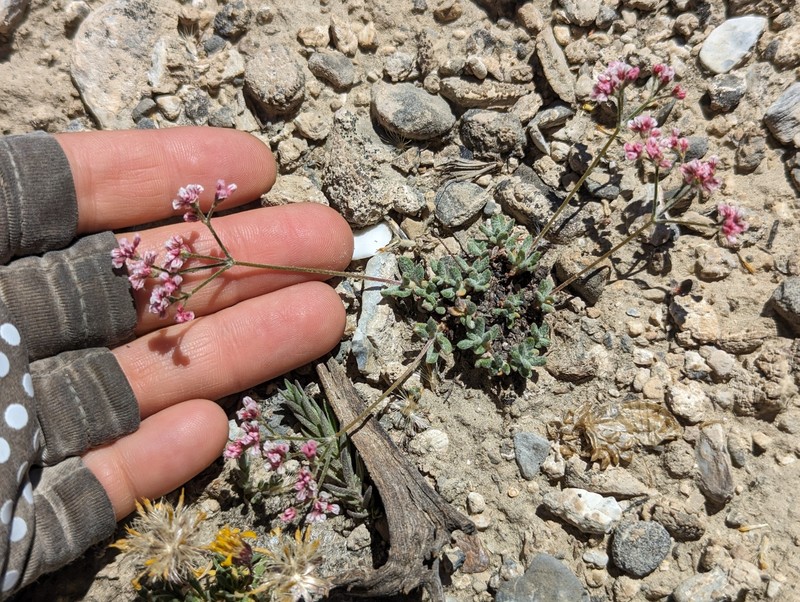 Eriogonum microtheca var. lapidicola