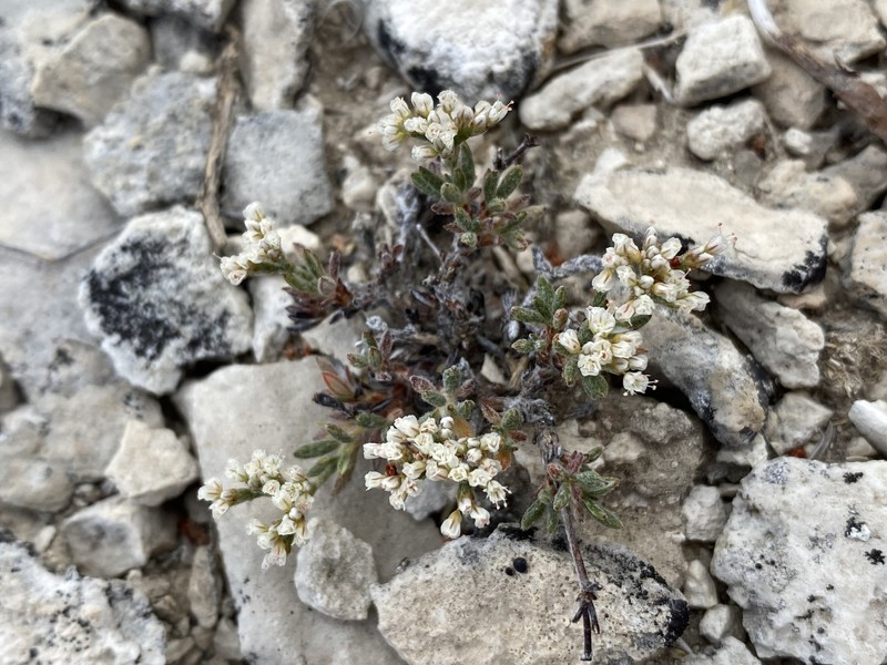 Eriogonum microtheca var. lapidicola photo 2