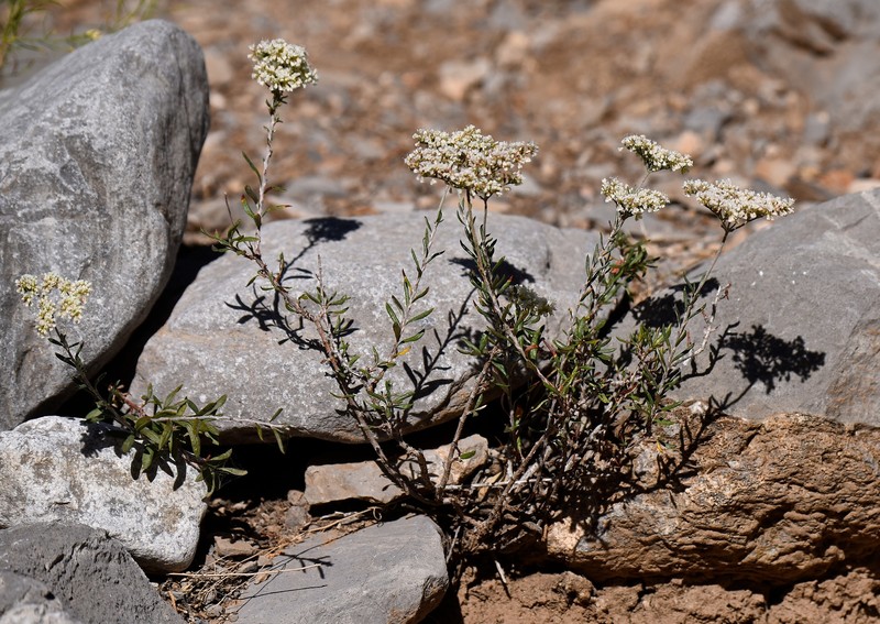 Eriogonum microtheca var. lapidicola photo 3