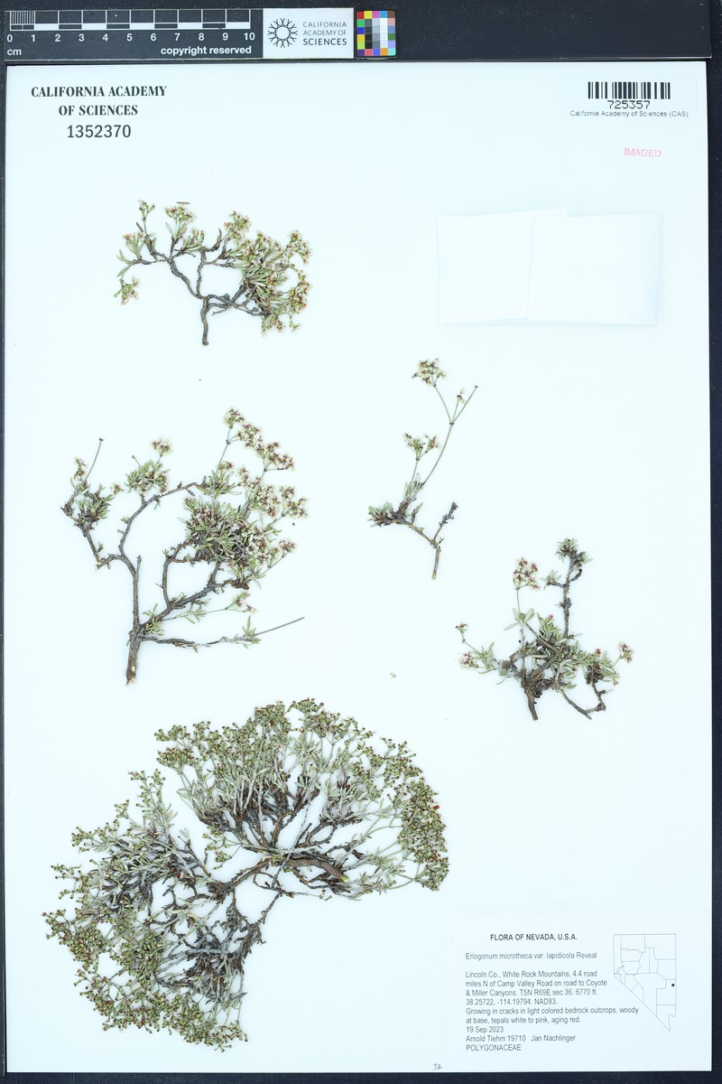 Eriogonum microtheca var. lapidicola photo 4