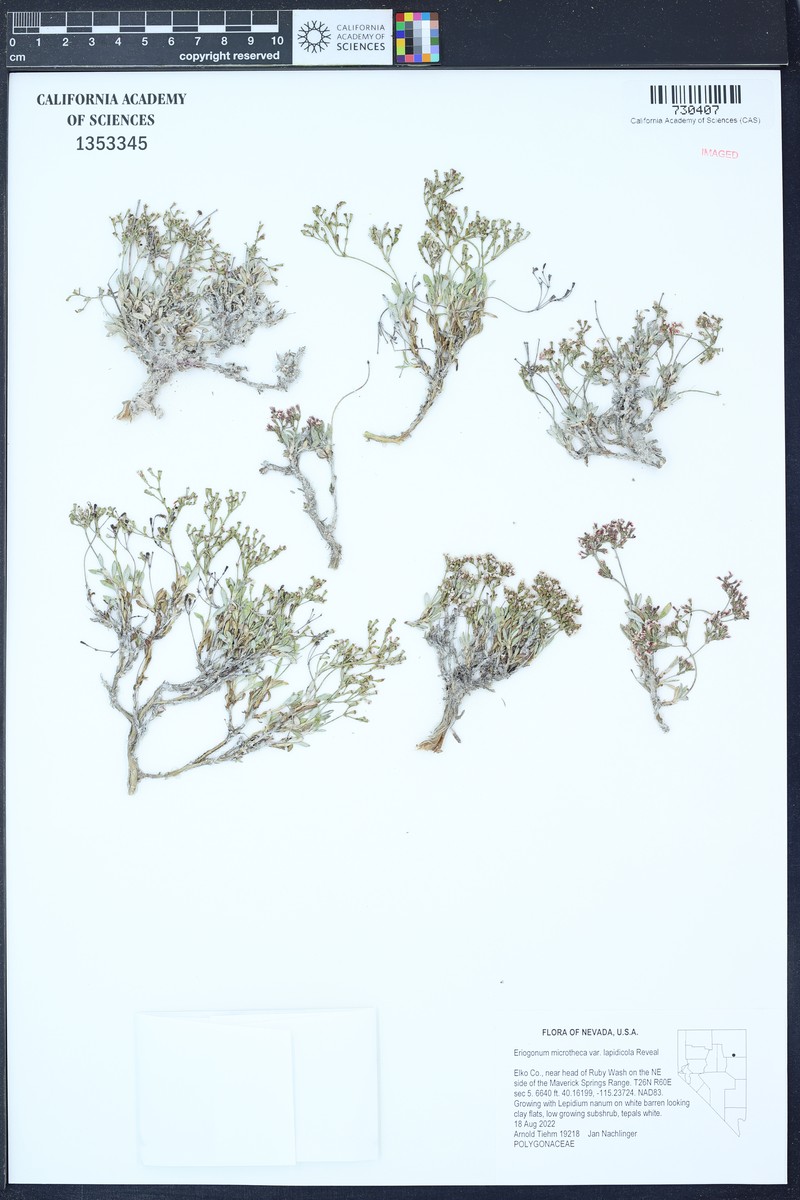 Eriogonum microtheca var. lapidicola photo 5