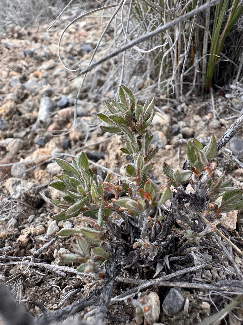 Eriogonum microtheca var. laxiflorum