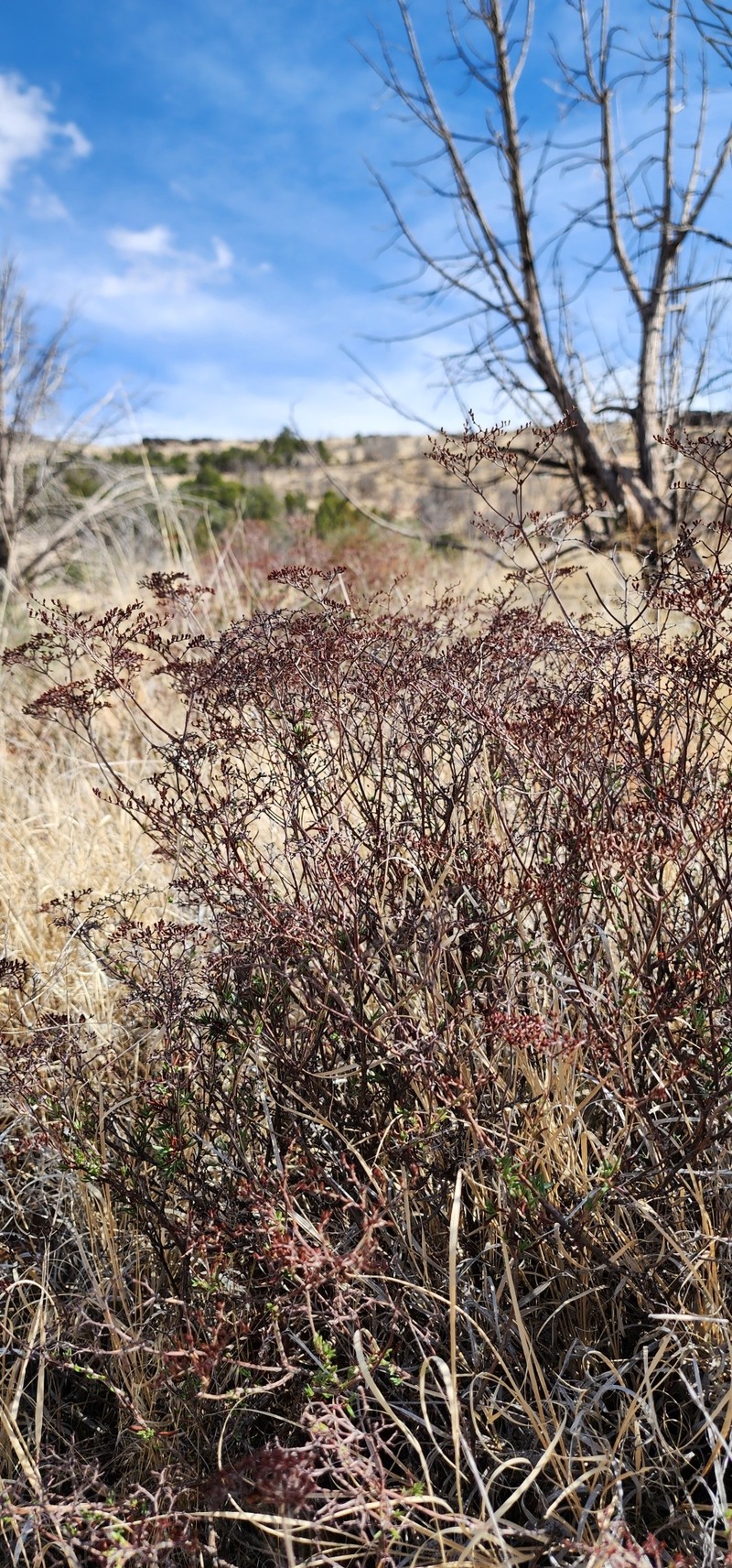 Eriogonum microtheca var. laxiflorum photo 2