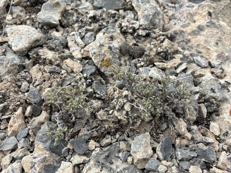 Eriogonum microtheca var. laxiflorum photo 3