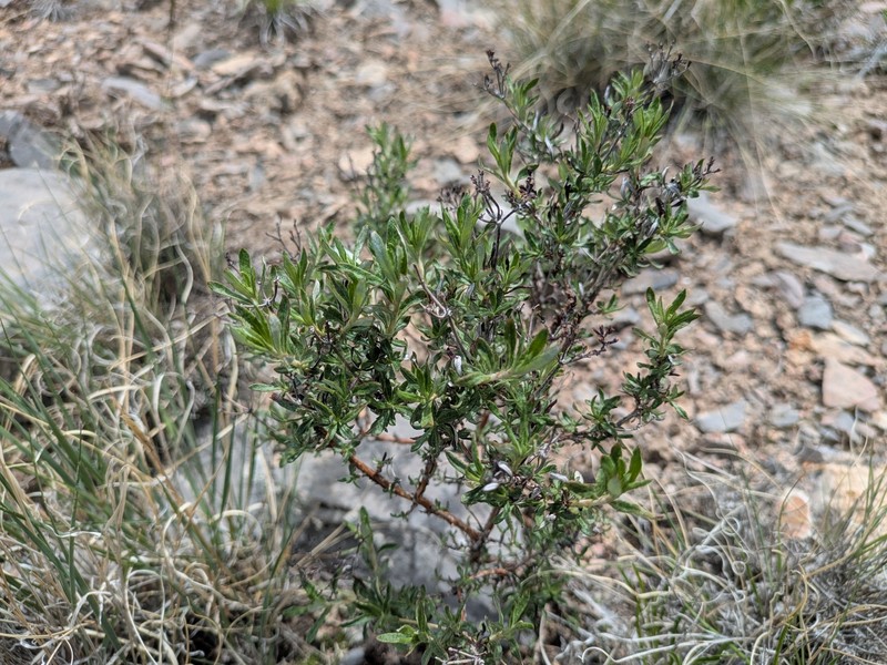 Eriogonum microtheca var. laxiflorum photo 4