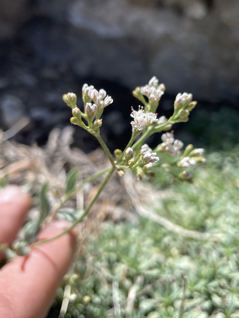 Eriogonum microtheca var. laxiflorum photo 5