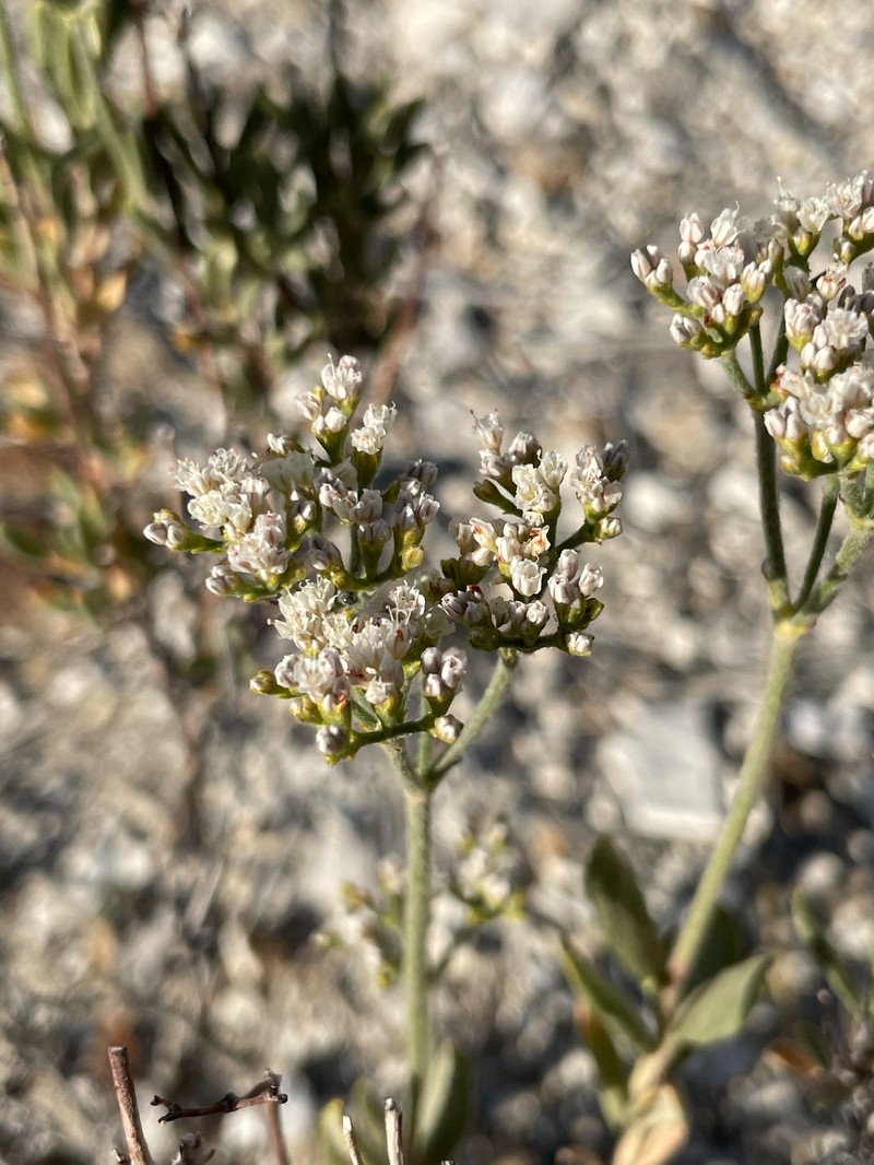 Eriogonum microtheca var. laxiflorum photo 6