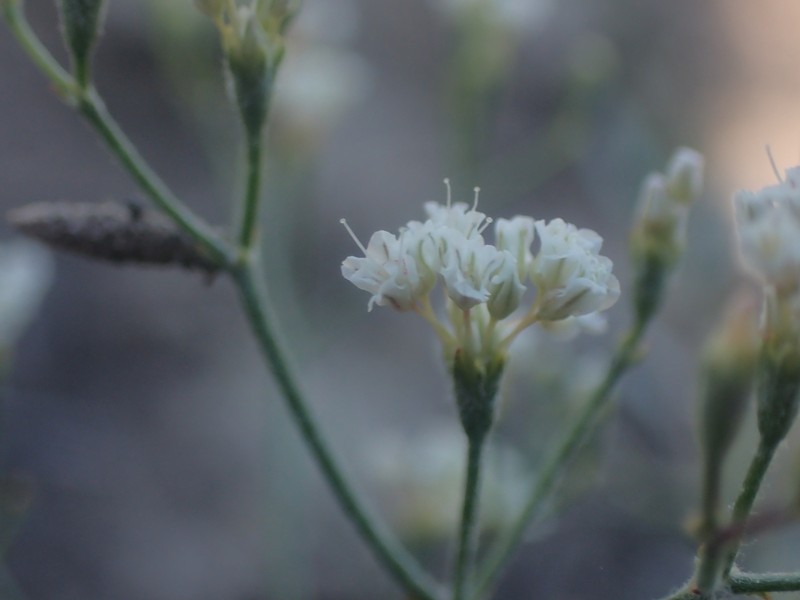 Eriogonum microtheca var. laxiflorum photo 7