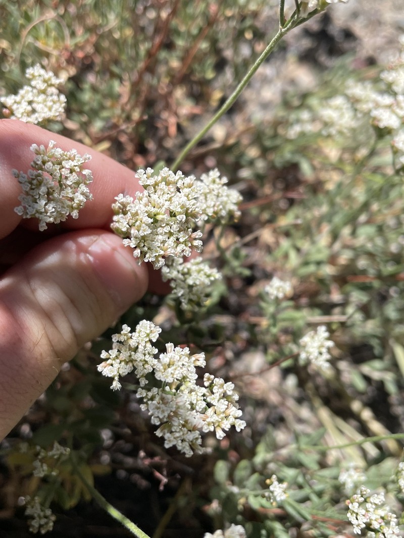Eriogonum microtheca var. laxiflorum photo 8
