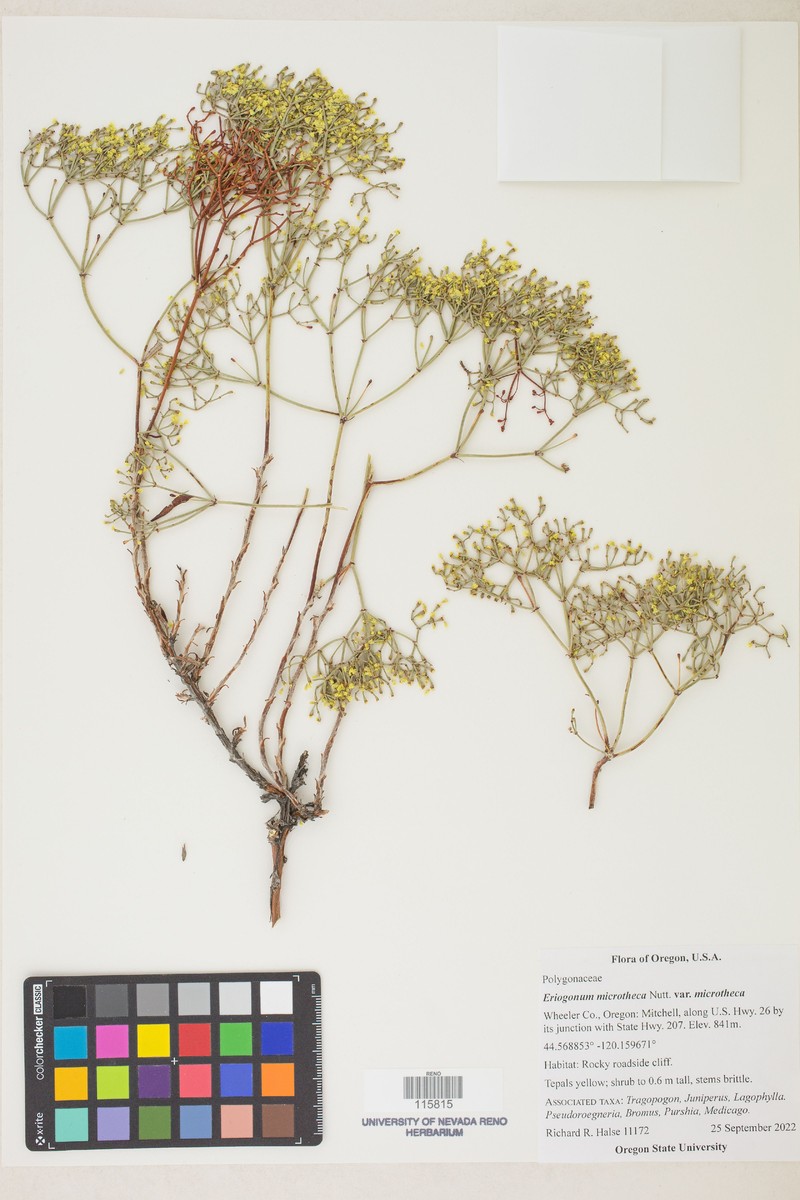 Eriogonum microtheca var. microtheca photo 6