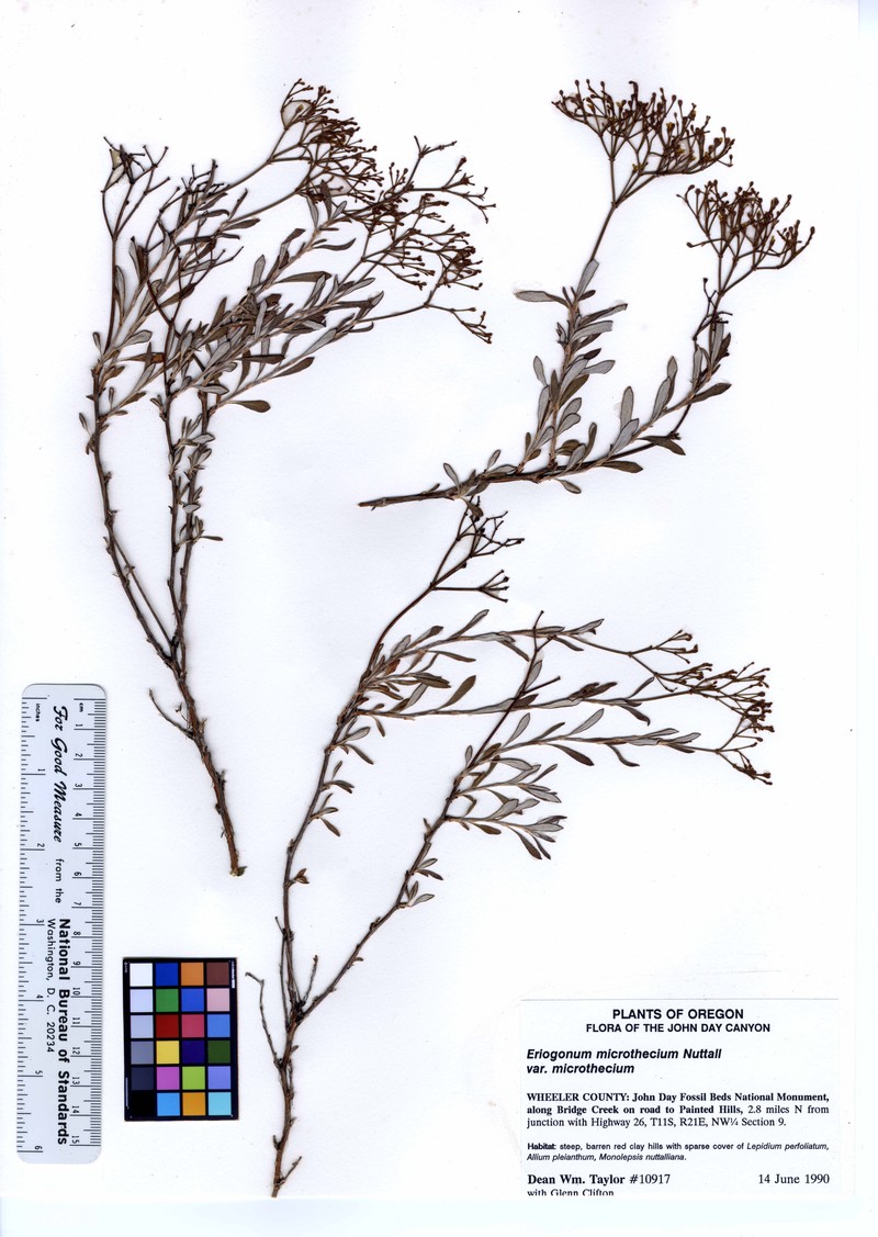 Eriogonum microtheca var. microtheca