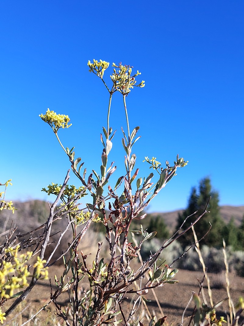 Eriogonum microtheca var. microtheca photo 2
