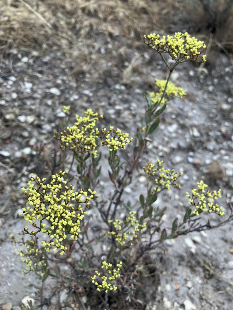 Eriogonum microtheca var. microtheca photo 3