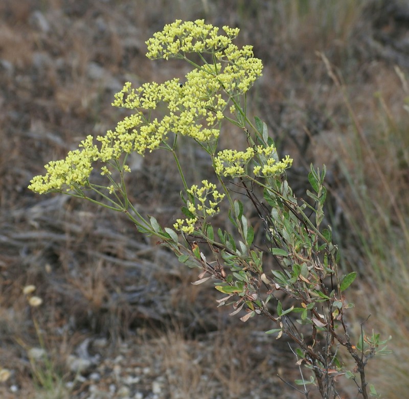 Eriogonum microtheca var. microtheca photo 4