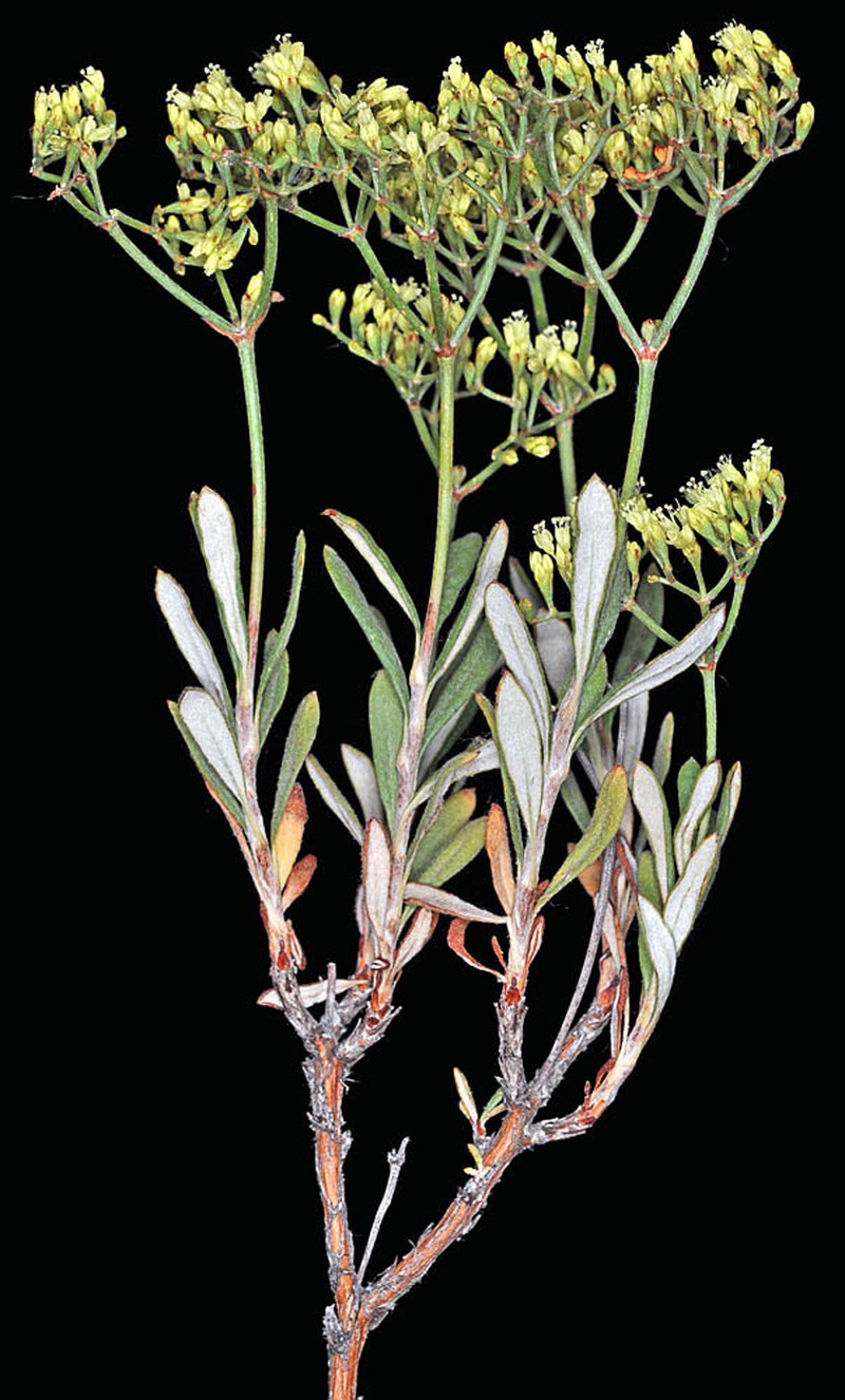 Eriogonum microtheca var. microtheca photo 5