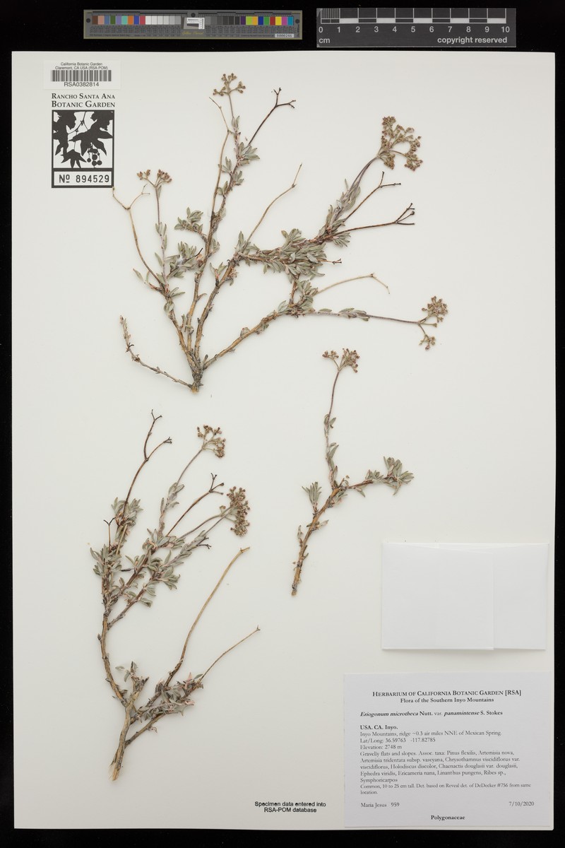 Eriogonum microtheca var. panamintense photo 4