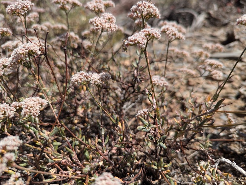 Eriogonum microtheca var. panamintense