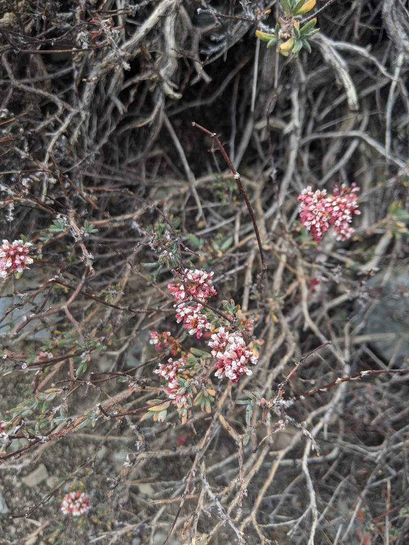 Eriogonum microtheca var. panamintense photo 2