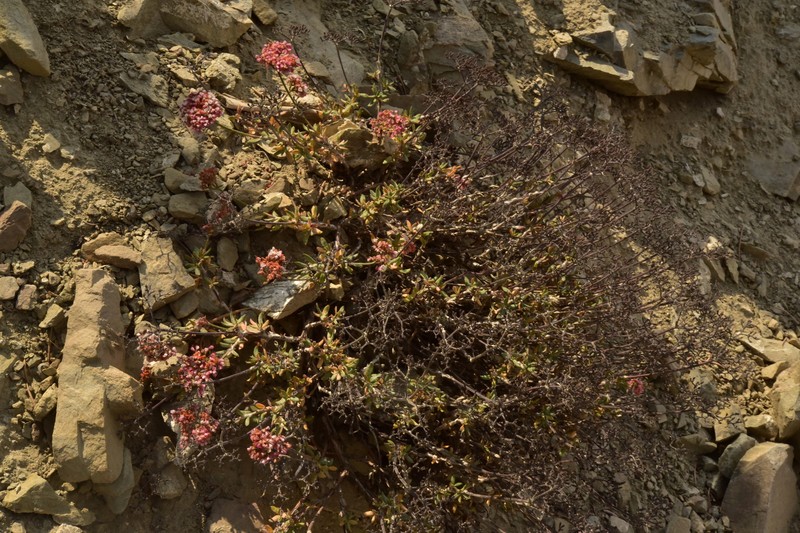 Eriogonum microtheca var. panamintense photo 3