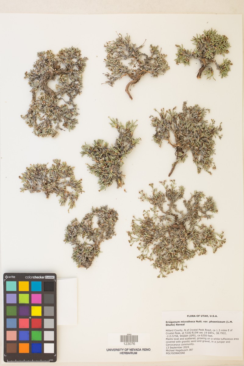 Scarlet Buckwheat photo 2