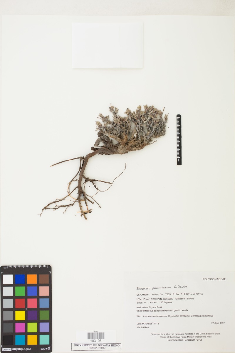 Scarlet Buckwheat photo 3
