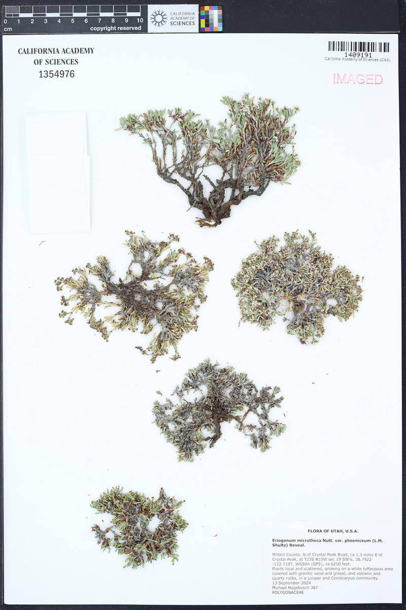 Scarlet Buckwheat