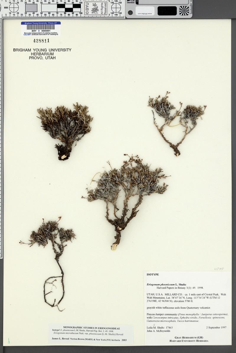 Scarlet Buckwheat photo 2