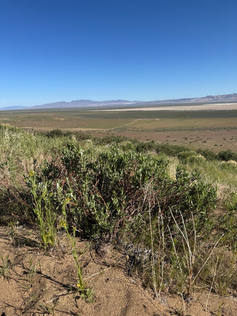 Eriogonum microtheca var. schoolcraftii