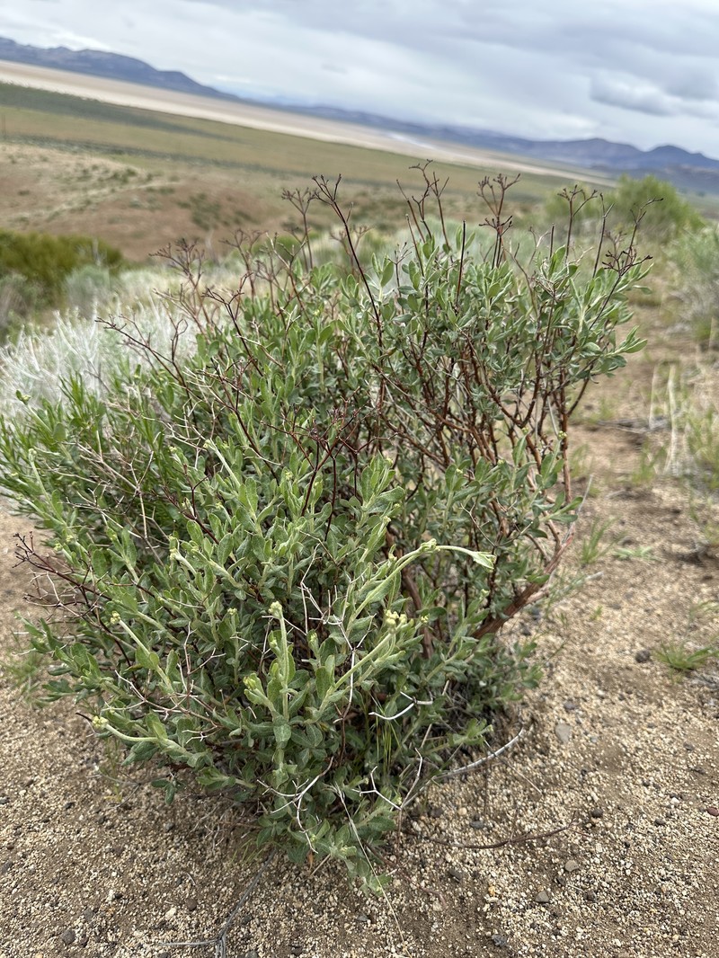 Eriogonum microtheca var. schoolcraftii photo 2