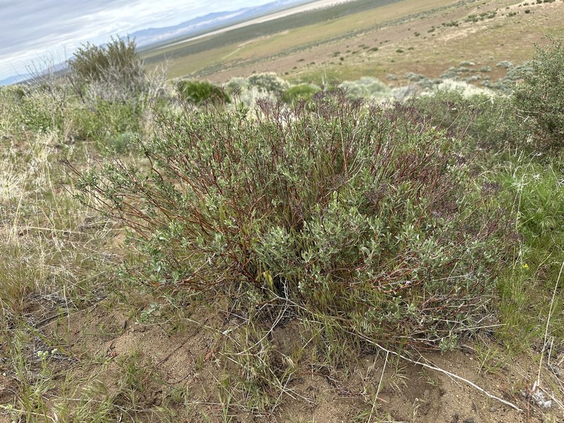 Eriogonum microtheca var. schoolcraftii photo 3