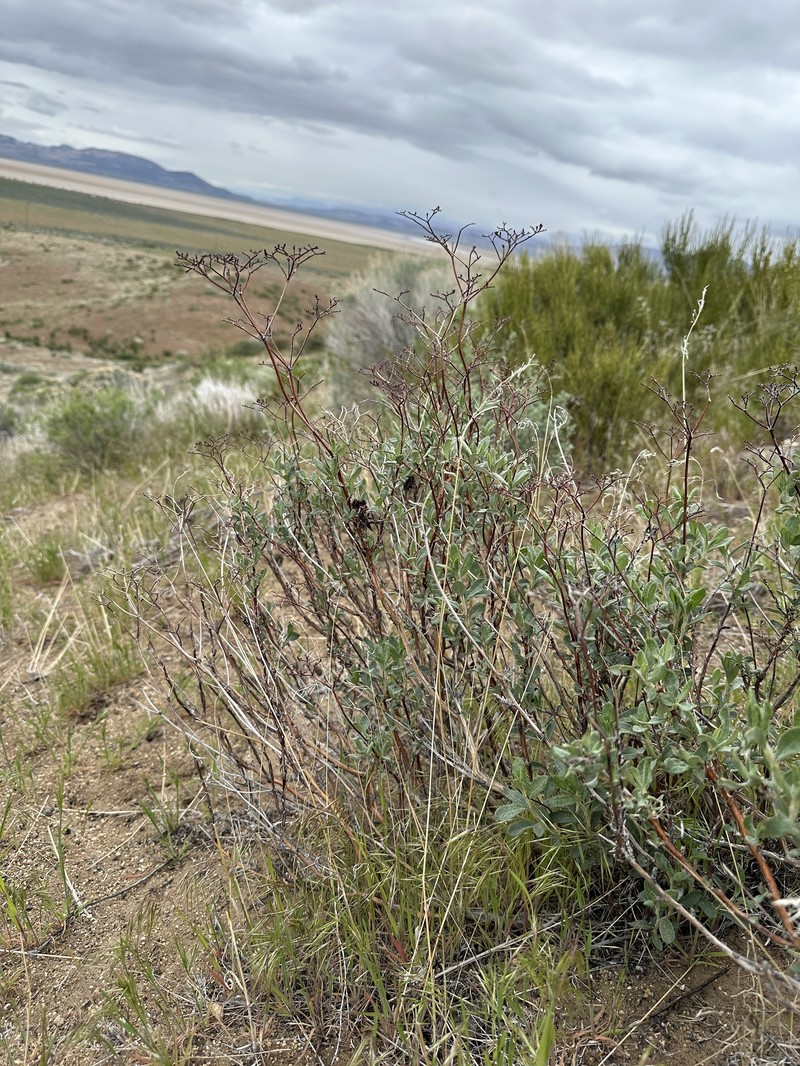Eriogonum microtheca var. schoolcraftii photo 4