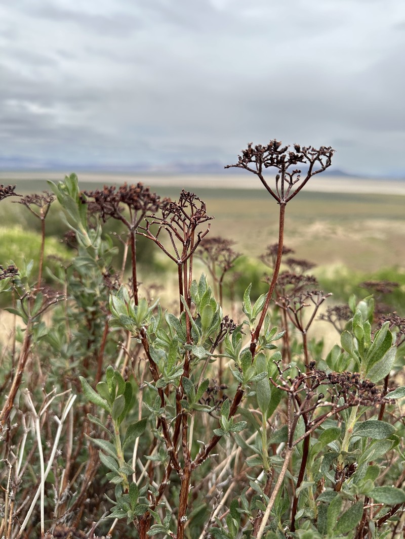 Eriogonum microtheca var. schoolcraftii photo 5