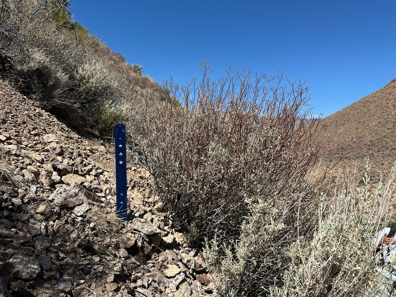 Eriogonum microtheca var. schoolcraftii photo 6