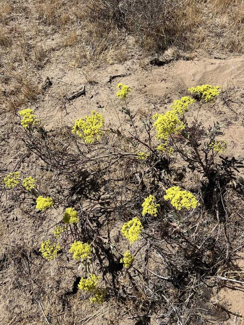 Eriogonum microtheca var. schoolcraftii photo 7
