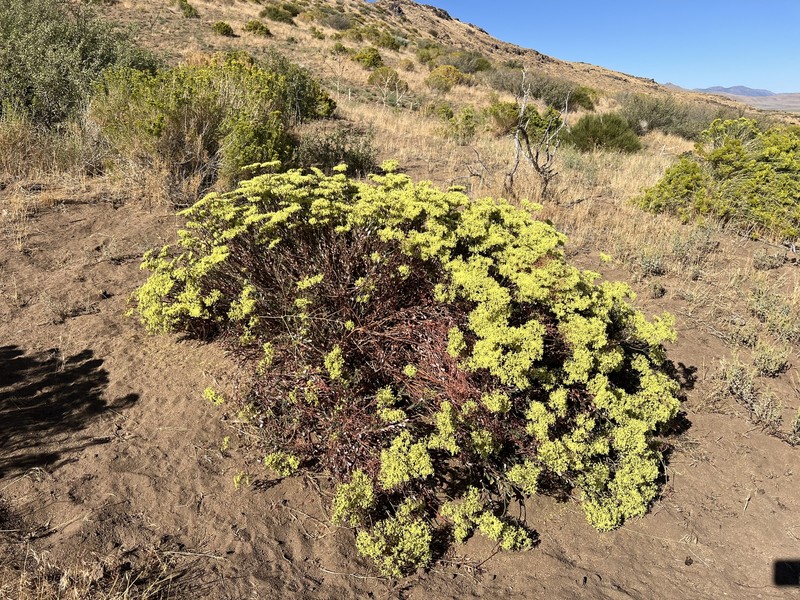 Eriogonum microtheca var. schoolcraftii photo 8