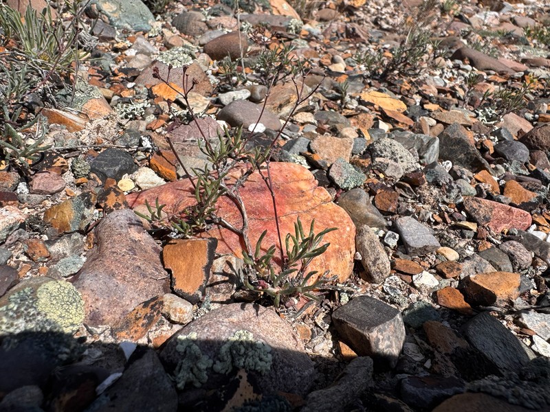 Eriogonum microtheca var. simpsonii