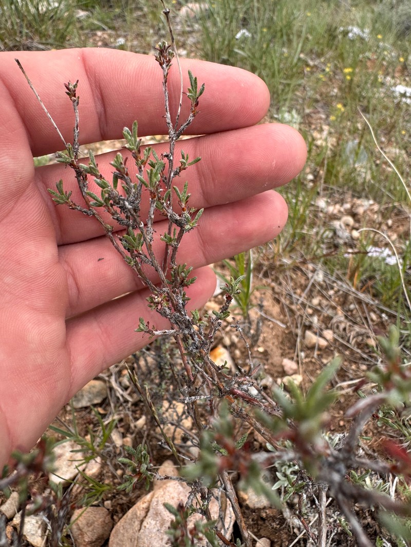 Eriogonum microtheca var. simpsonii photo 2