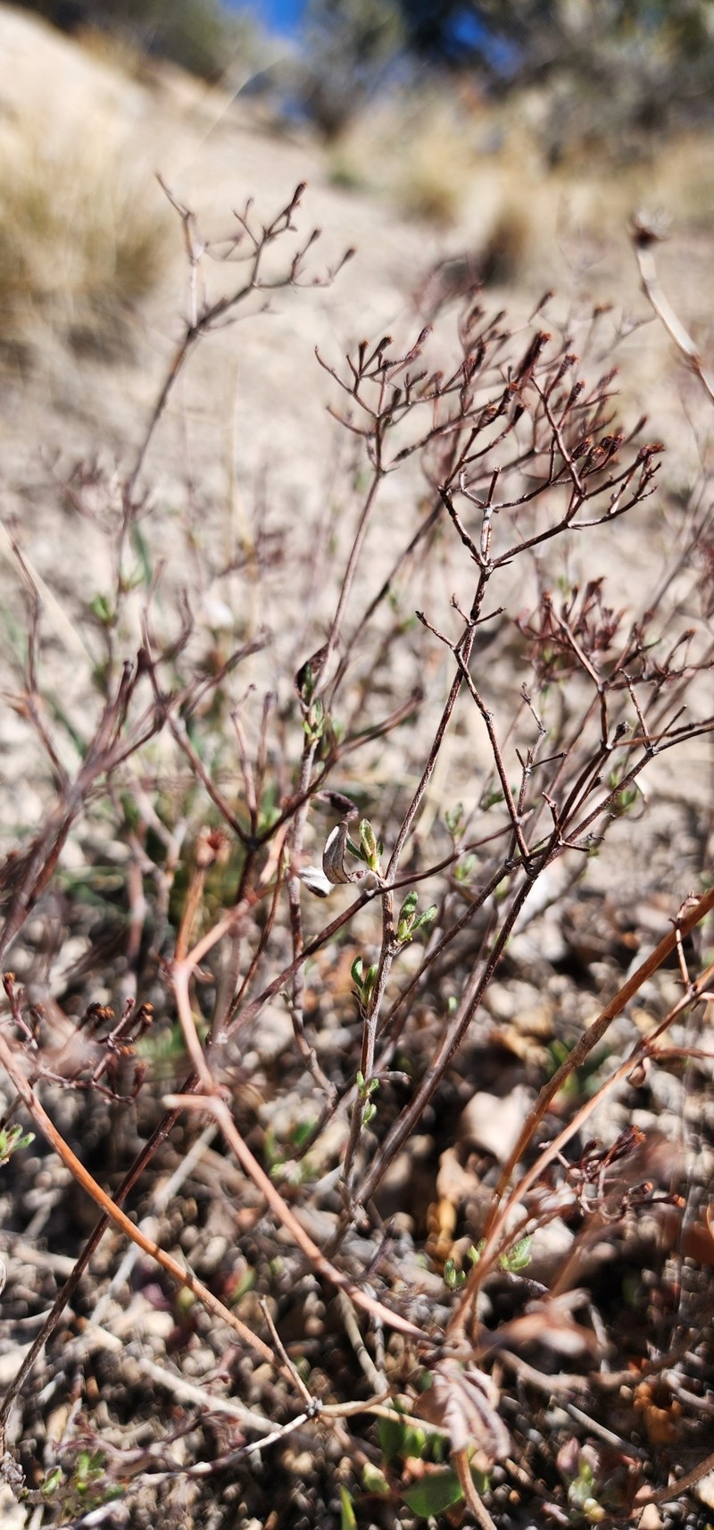 Eriogonum microtheca var. simpsonii photo 3