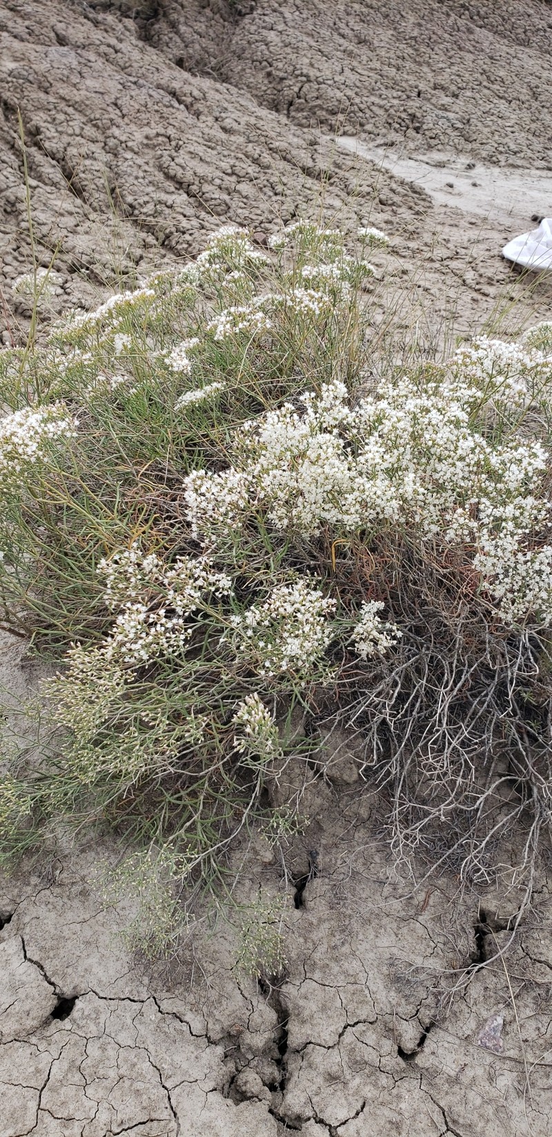 Eriogonum microtheca var. simpsonii photo 4