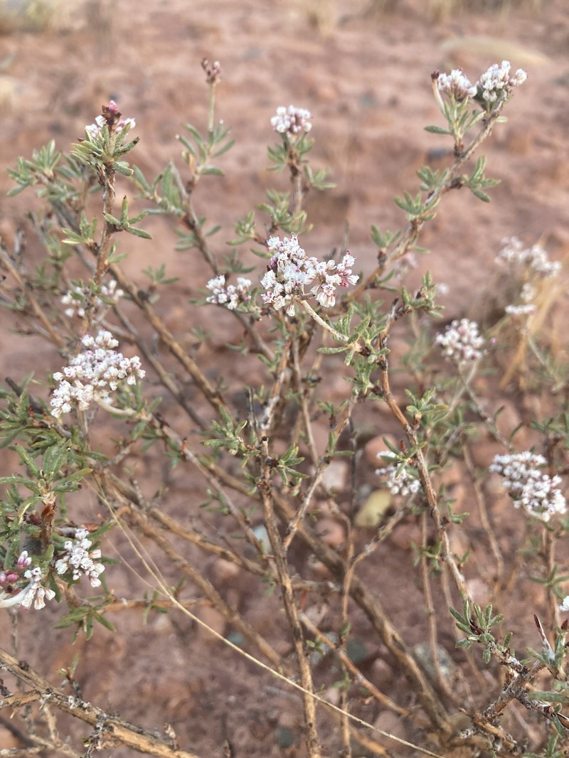 Eriogonum microtheca var. simpsonii photo 5