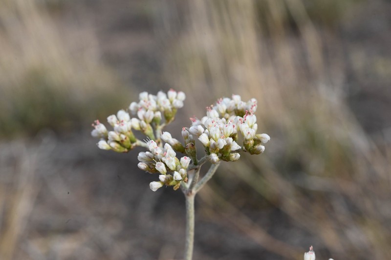 Eriogonum microtheca var. simpsonii photo 6