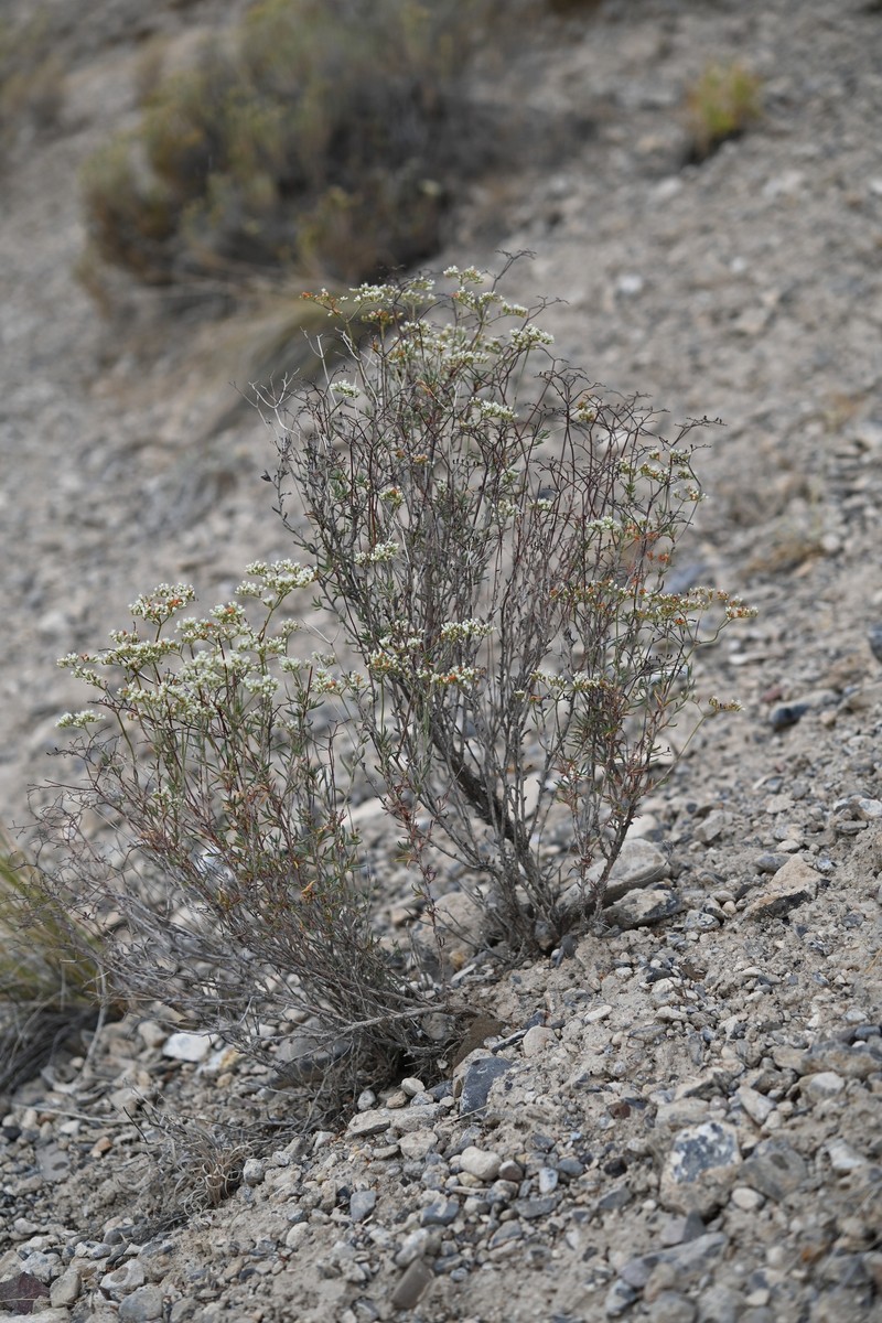 Eriogonum microtheca var. simpsonii photo 7