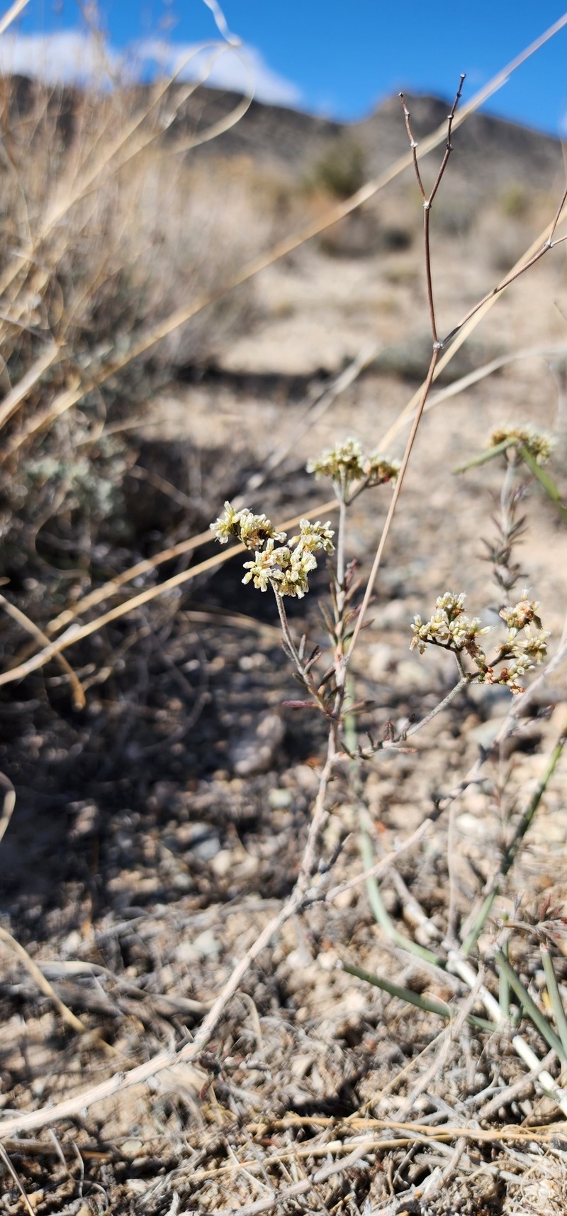 Eriogonum microtheca var. simpsonii photo 8