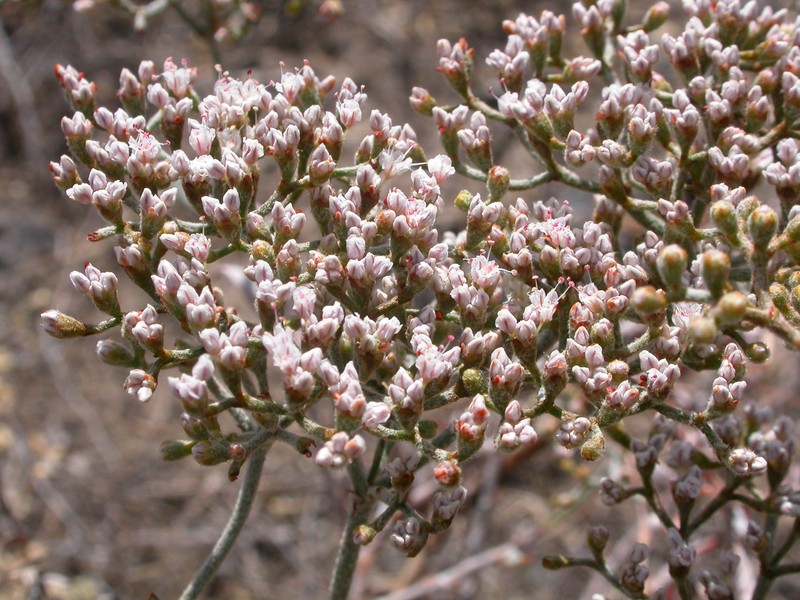 Slender Buckwheat photo 3