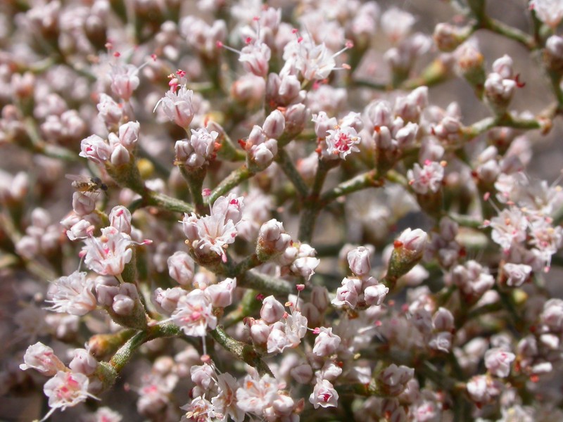 Slender Buckwheat photo 4