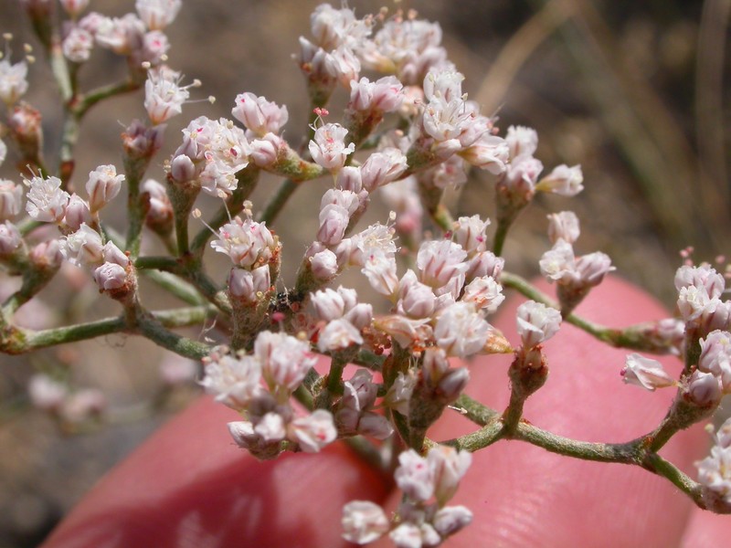 Slender Buckwheat photo 5