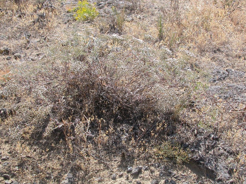 Slender Buckwheat photo 6