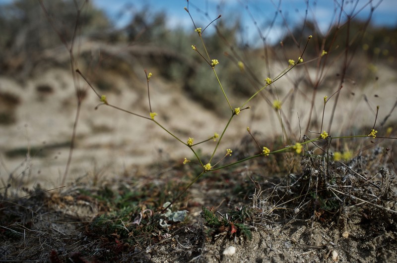 Western Mojave Buckwheat