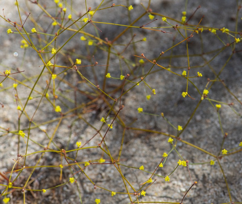 Western Mojave Buckwheat photo 2