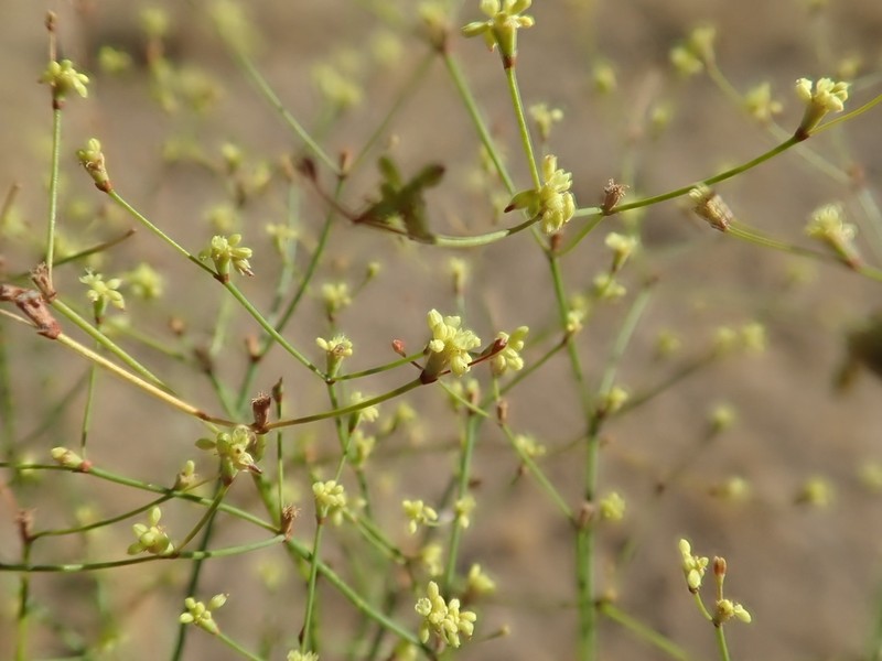 Western Mojave Buckwheat photo 3